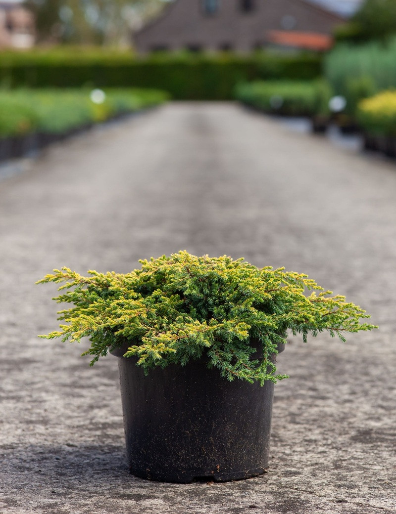 JUNIPERUS chinensis GOLDSCHATZ - Genévrier de Chine En pot de 7-10 litres buisson diamètre 040-060 cm