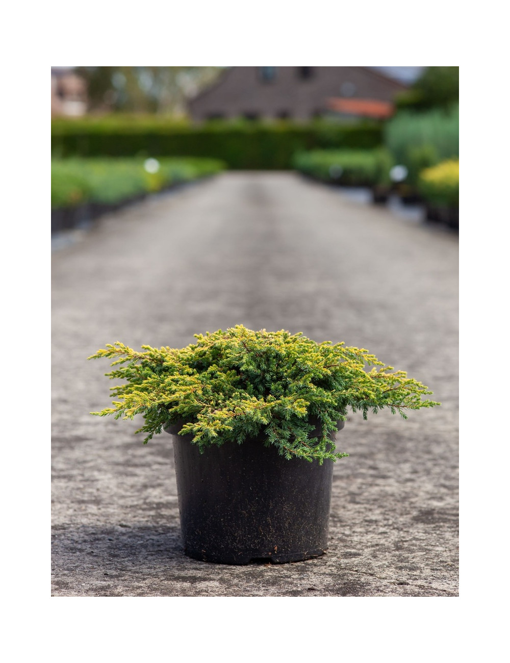 JUNIPERUS chinensis GOLDSCHATZ - Genévrier de Chine En pot de 7-10 litres buisson diamètre 040-060 cm
