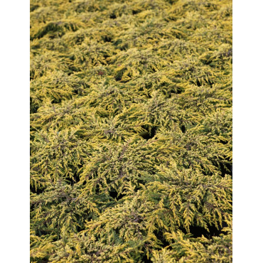 JUNIPERUS chinensis GOLDSCHATZ - Genévrier de Chine