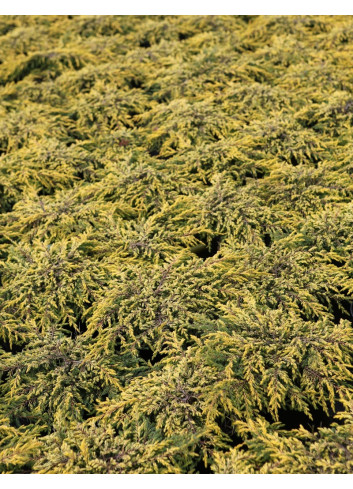 JUNIPERUS chinensis GOLDSCHATZ - Genévrier de Chine