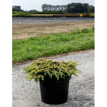 JUNIPERUS chinensis GOLDSCHATZ - Genévrier de Chine En pot de 7-10 litres buisson diamètre 040-060 cm