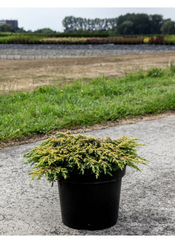 JUNIPERUS chinensis GOLDSCHATZ - Genévrier de Chine En pot de 7-10 litres buisson diamètre 040-060 cm