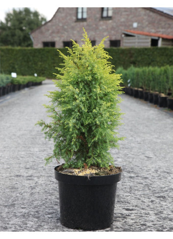 JUNIPERUS communis GOLD CONE - Genévrier commun En pot de 7-10 litres hauteur 060-080 cm