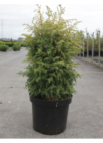JUNIPERUS communis GOLD CONE - Genévrier commun En pot de 7-10 litres hauteur 060-080 cm
