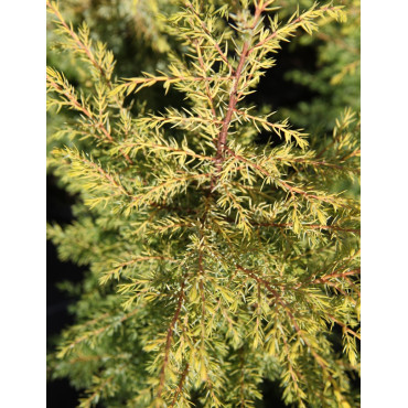 JUNIPERUS communis GOLD CONE - Genévrier commun