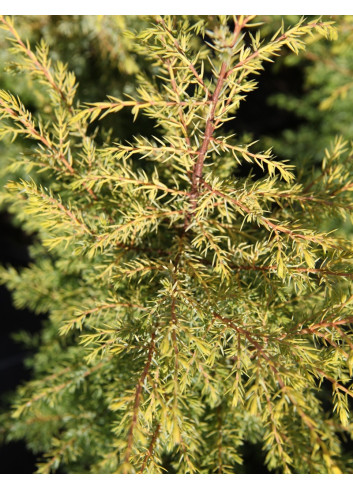 JUNIPERUS communis GOLD CONE - Genévrier commun