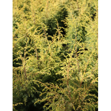 JUNIPERUS communis GOLD CONE - Genévrier commun