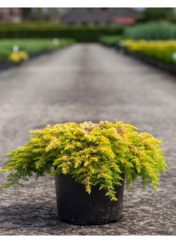 JUNIPERUS conferta ALL GOLD - Genévrier En pot de 7-10 litres buisson diamètre 040-060 cm
