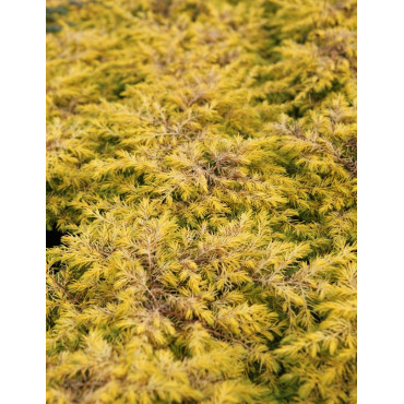 JUNIPERUS conferta ALL GOLD - Genévrier