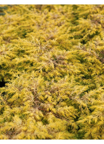 JUNIPERUS conferta ALL GOLD - Genévrier