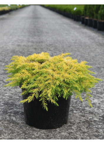 JUNIPERUS conferta ALL GOLD - Genévrier En pot de 7-10 litres buisson diamètre 040-060 cm