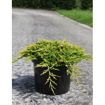 JUNIPERUS horizontalis GOLDEN CARPET - Genévrier En pot de 7-10 litres buisson diamètre 040-060 cm