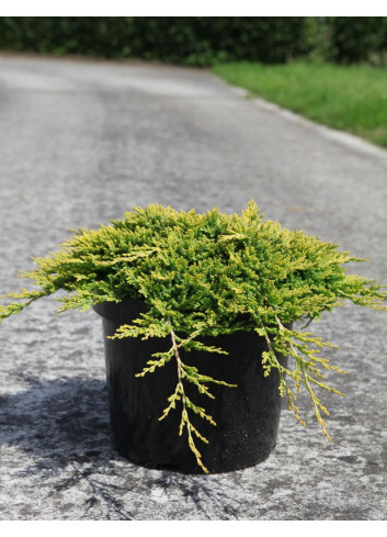 JUNIPERUS horizontalis GOLDEN CARPET - Genévrier En pot de 7-10 litres buisson diamètre 040-060 cm