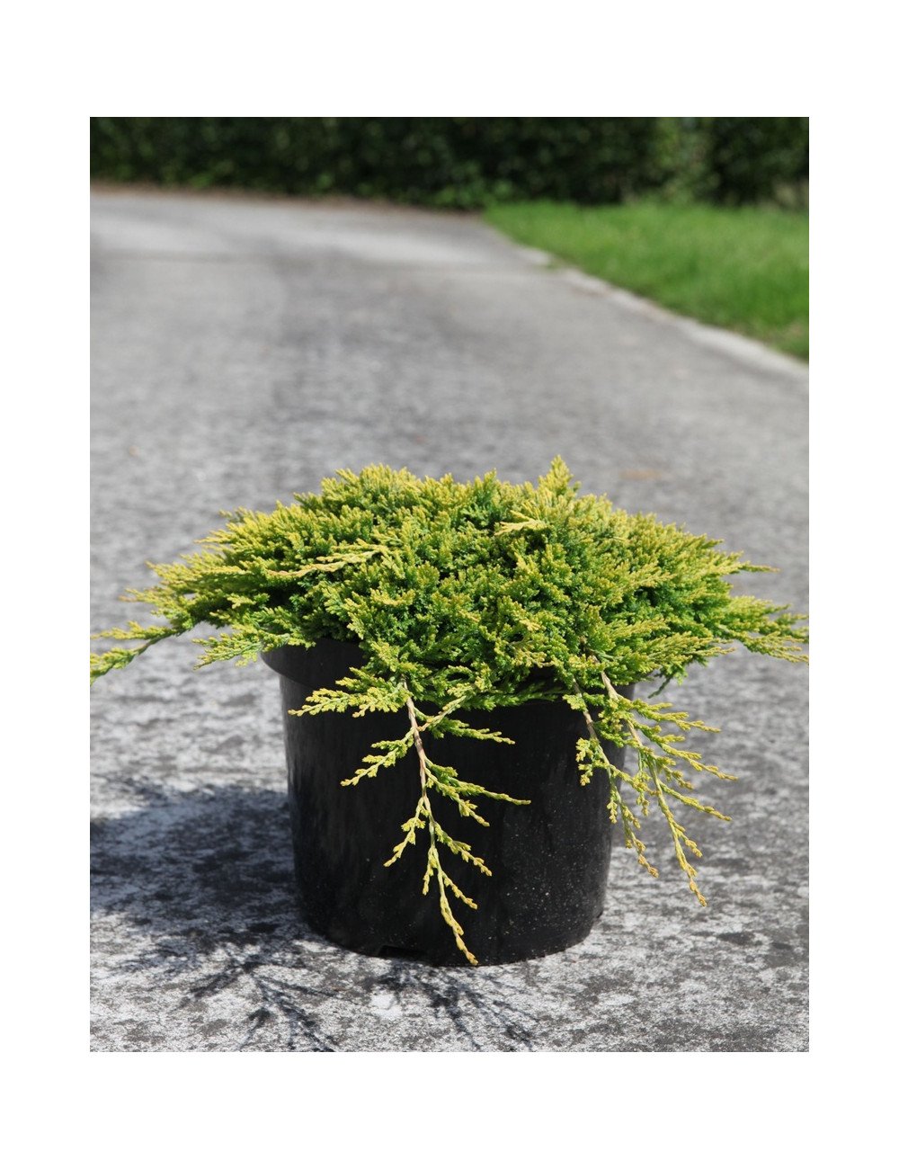 JUNIPERUS horizontalis GOLDEN CARPET - Genévrier En pot de 7-10 litres buisson diamètre 040-060 cm