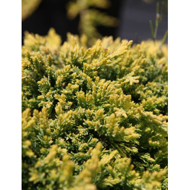 JUNIPERUS horizontalis GOLDEN CARPET - Genévrier