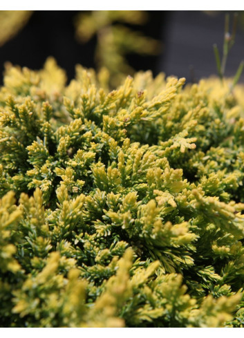 JUNIPERUS horizontalis GOLDEN CARPET - Genévrier