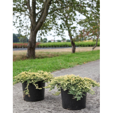 JUNIPERUS horizontalis GOLDEN CARPET - Genévrier En pot de 7-10 litres buisson diamètre 040-060 cm