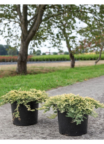 JUNIPERUS horizontalis GOLDEN CARPET - Genévrier En pot de 7-10 litres buisson diamètre 040-060 cm