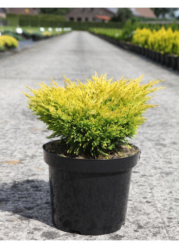 JUNIPERUS horizontalis LIMEGLOW - Genévrier En pot de 7-10 litres buisson diamètre 040-060 cm