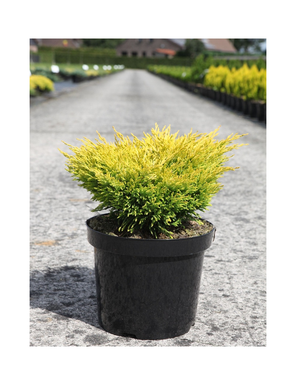 JUNIPERUS horizontalis LIMEGLOW - Genévrier En pot de 7-10 litres buisson diamètre 040-060 cm