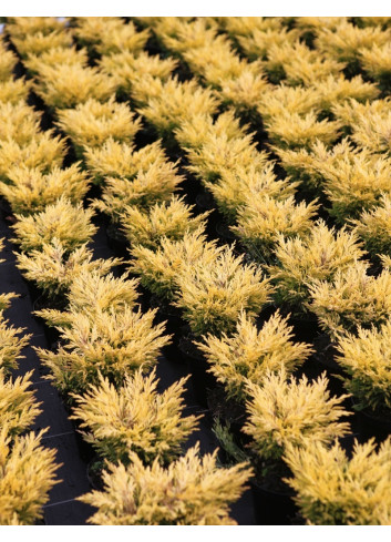 JUNIPERUS horizontalis LIMEGLOW - Genévrier