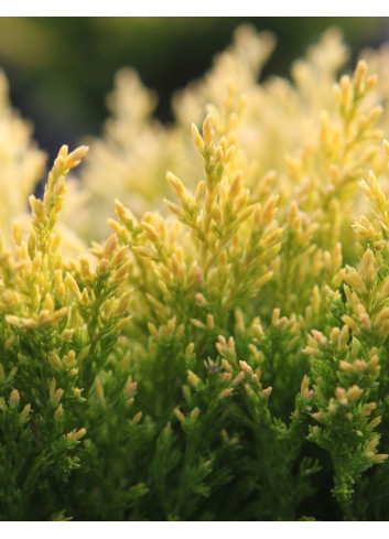 JUNIPERUS horizontalis LIMEGLOW - Genévrier