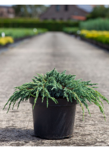 JUNIPERUS squamata BLUE SPIDER - Genévrier En pot de 7-10 litres diamètre 030-040 cm