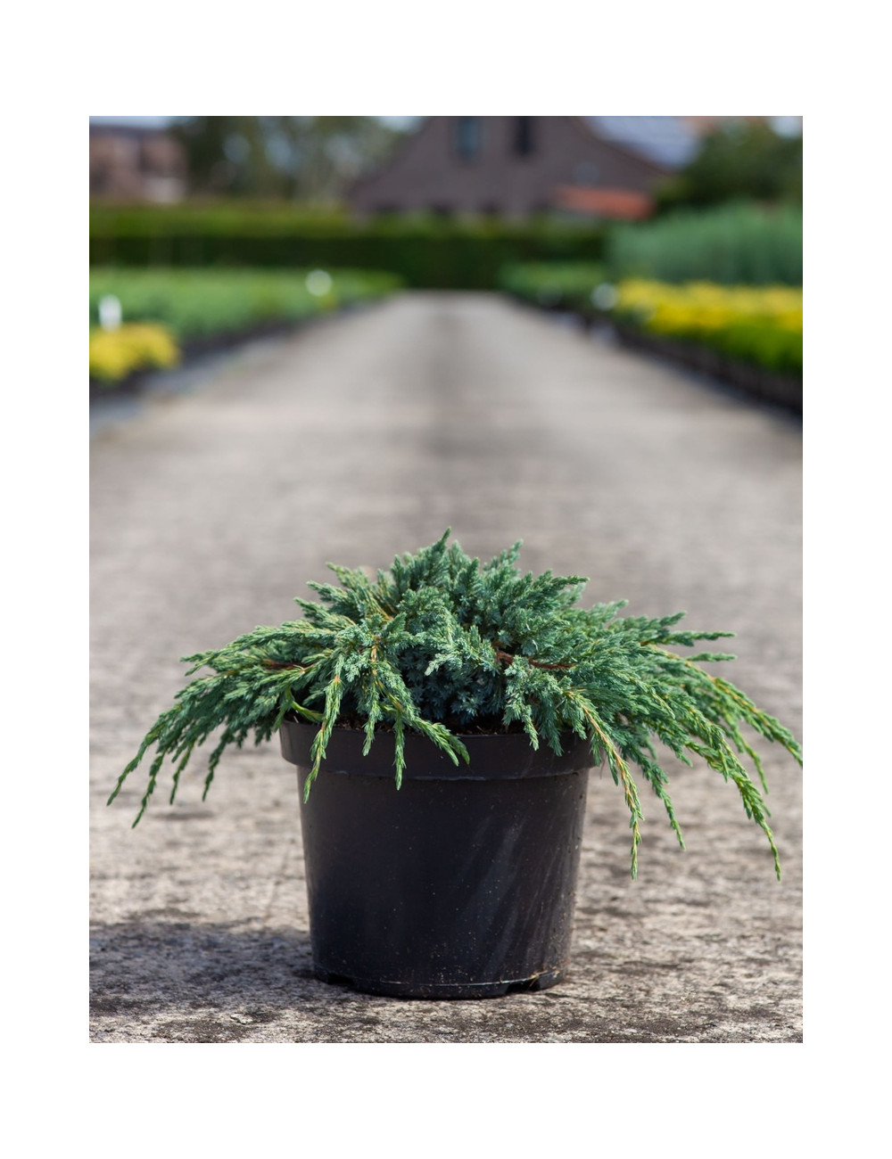 JUNIPERUS squamata BLUE SPIDER - Genévrier En pot de 7-10 litres diamètre 030-040 cm