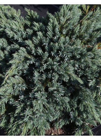 JUNIPERUS squamata BLUE SPIDER - Genévrier