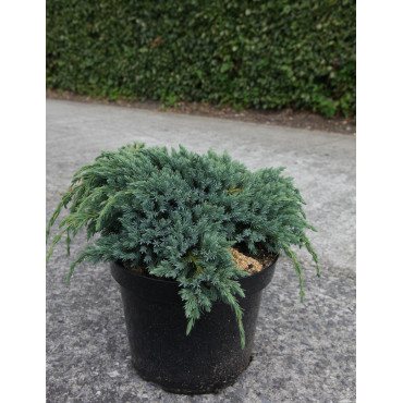 JUNIPERUS squamata BLUE SPIDER - Genévrier En pot de 7-10 litres diamètre 030-040 cm