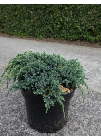 JUNIPERUS squamata BLUE SPIDER - Genévrier En pot de 7-10 litres diamètre 030-040 cm