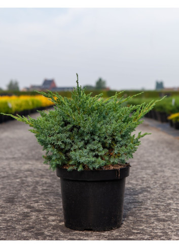 JUNIPERUS squamata BLUE SWEDE - Genévrier En pot de 7-10 litres buisson diamètre 040-060 cm