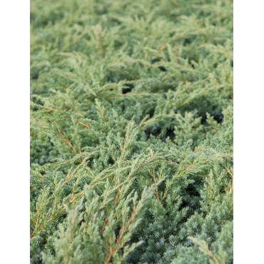 JUNIPERUS squamata BLUE SWEDE - Genévrier