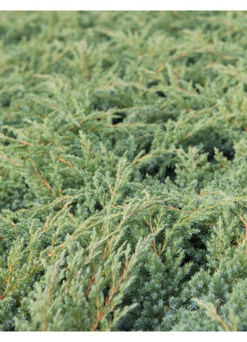 JUNIPERUS squamata BLUE SWEDE - Genévrier