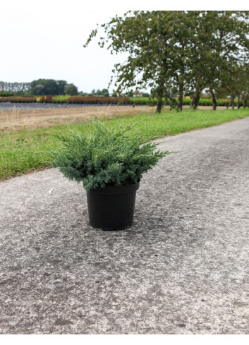 JUNIPERUS squamata BLUE SWEDE - Genévrier En pot de 7-10 litres buisson diamètre 040-060 cm