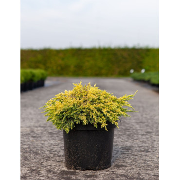 JUNIPERUS squamata DREAM JOY - Genévrier En pot de 7-10 litres diamètre 030-040 cm