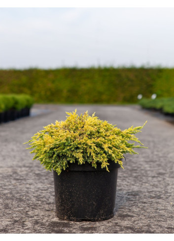 JUNIPERUS squamata DREAM JOY - Genévrier En pot de 7-10 litres diamètre 030-040 cm