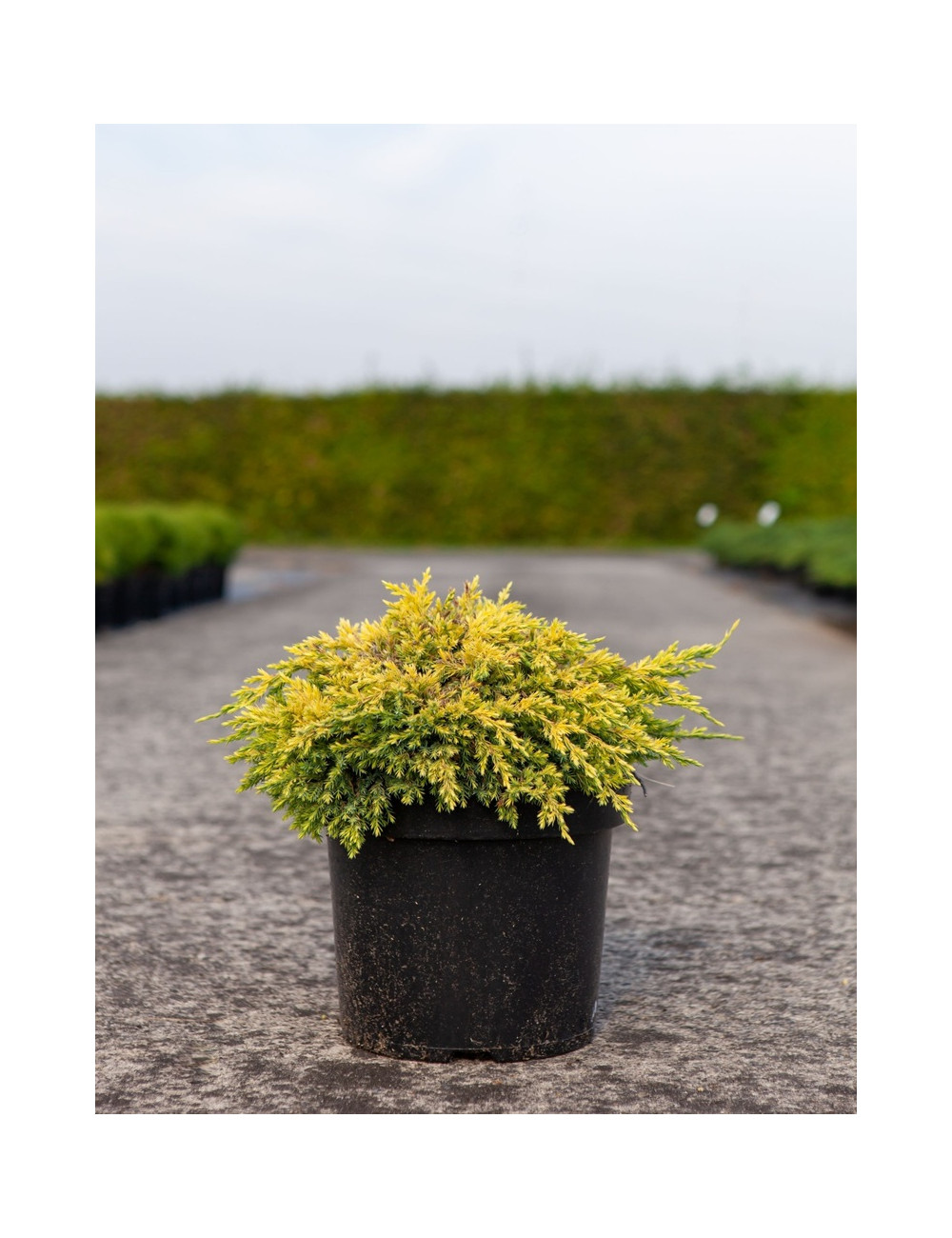 JUNIPERUS squamata DREAM JOY - Genévrier En pot de 7-10 litres diamètre 030-040 cm