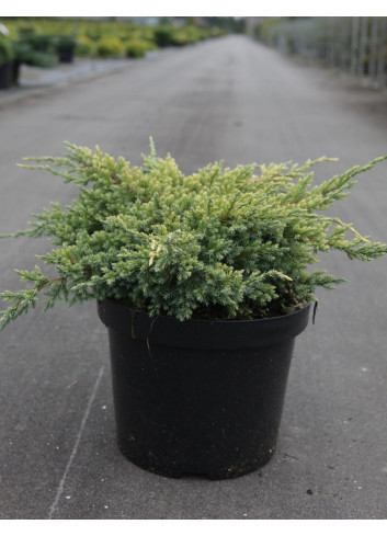 JUNIPERUS squamata DREAM JOY - Genévrier En pot de 7-10 litres diamètre 030-040 cm