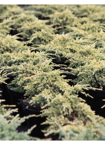 JUNIPERUS squamata DREAM JOY - Genévrier