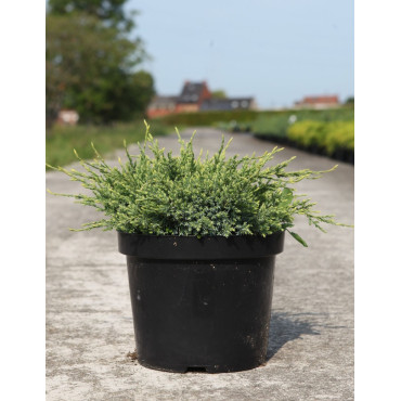 JUNIPERUS squamata HOLGER - Genévrier En pot de 7-10 litres buisson diamètre 040-060 cm