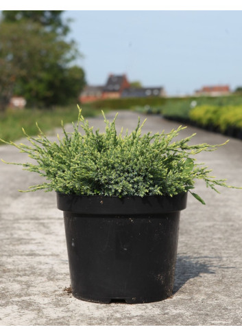JUNIPERUS squamata HOLGER - Genévrier En pot de 7-10 litres buisson diamètre 040-060 cm