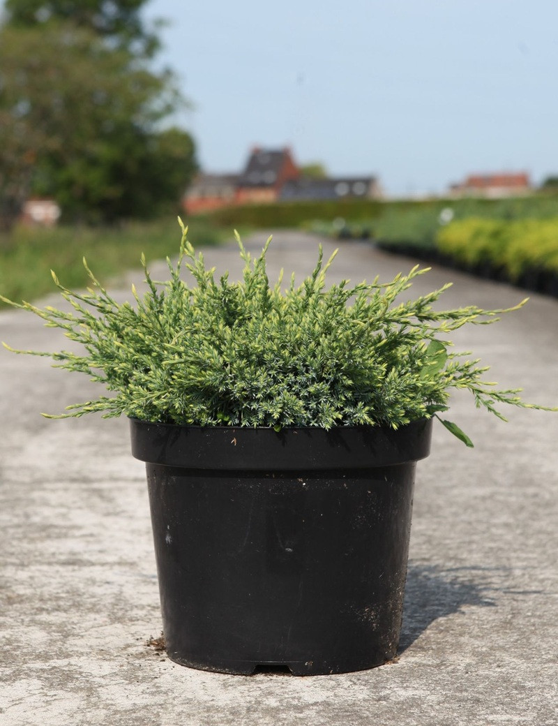 JUNIPERUS squamata HOLGER - Genévrier En pot de 7-10 litres buisson diamètre 040-060 cm