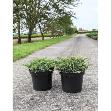 JUNIPERUS squamata HOLGER - Genévrier En pot de 7-10 litres buisson diamètre 040-060 cm