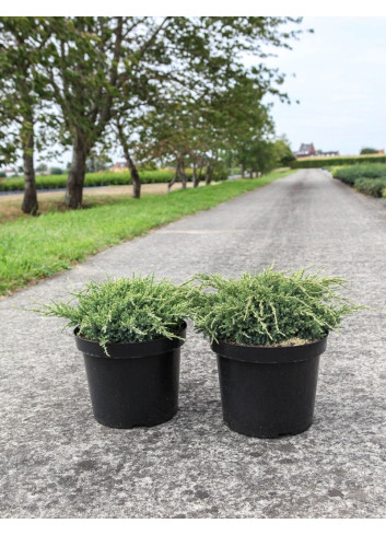 JUNIPERUS squamata HOLGER - Genévrier En pot de 7-10 litres buisson diamètre 040-060 cm