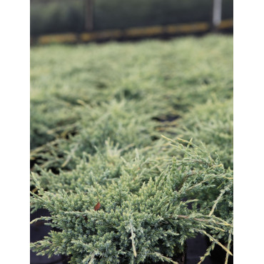 JUNIPERUS squamata HOLGER - Genévrier