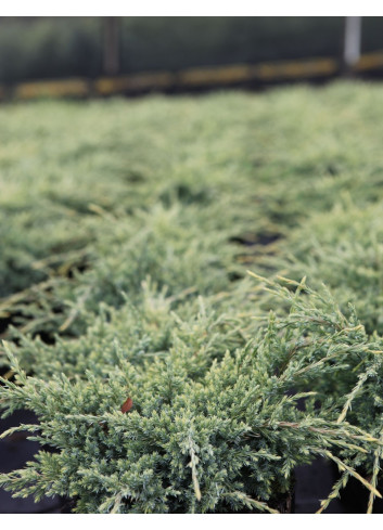 JUNIPERUS squamata HOLGER - Genévrier