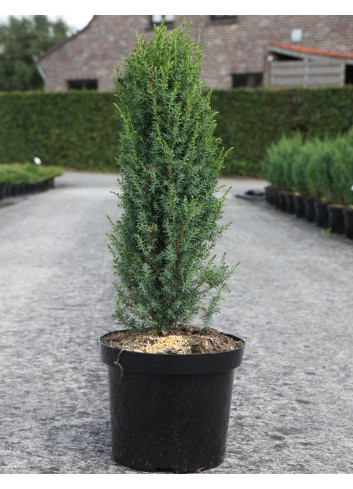JUNIPERUS communis ARNOLD - Genévrier commun En pot de 7-10 litres hauteur 060-080 cm