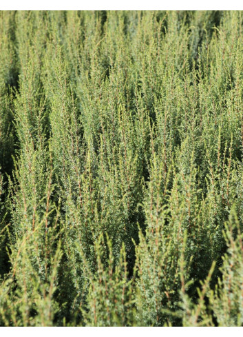 JUNIPERUS communis ARNOLD - Genévrier commun