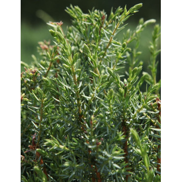 JUNIPERUS communis ARNOLD - Genévrier commun